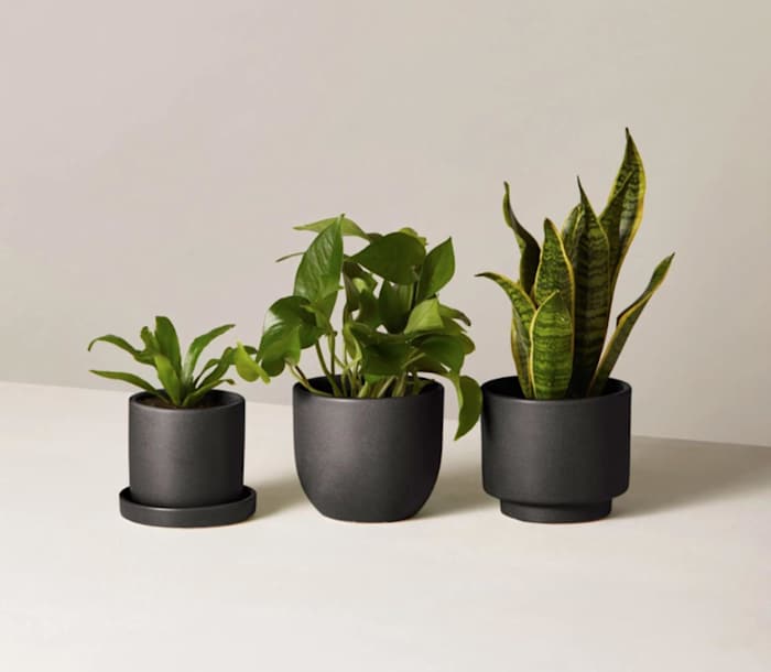 Photo courtesy of The Sill